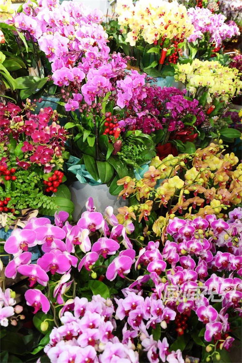 威海 花卉市场 宝藏指南