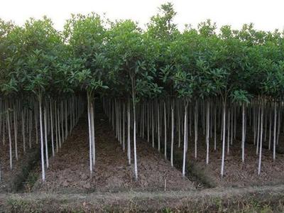 绿化苗木产业长期向好,发展中还需理性-搜狐