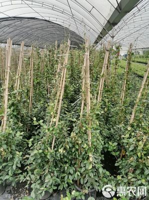 高1.2米风车茉莉盆苗 加仑杯风车茉莉 基地培育 批发从优