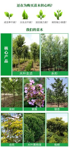 供应5-12公分枇杷树 万亩园林枇杷苗木种植基地