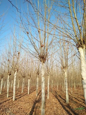 济宁市兖州区廷涛苗木种植专业合作社