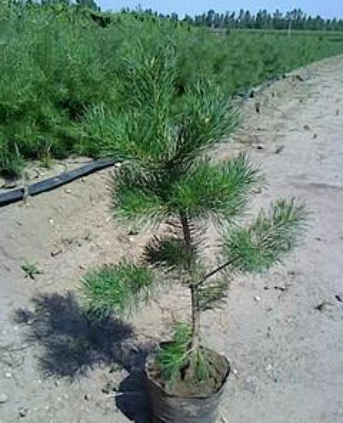 【北京营养杯荒山造林苗木种植基地】- 