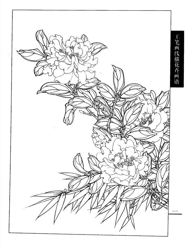 工笔画线描花卉画谱(茶花篇)