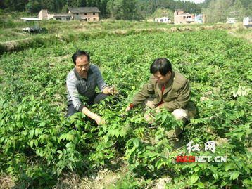 隆回培育出适应低海拔种植的金银花苗木