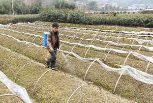 苗木种植助农户致富