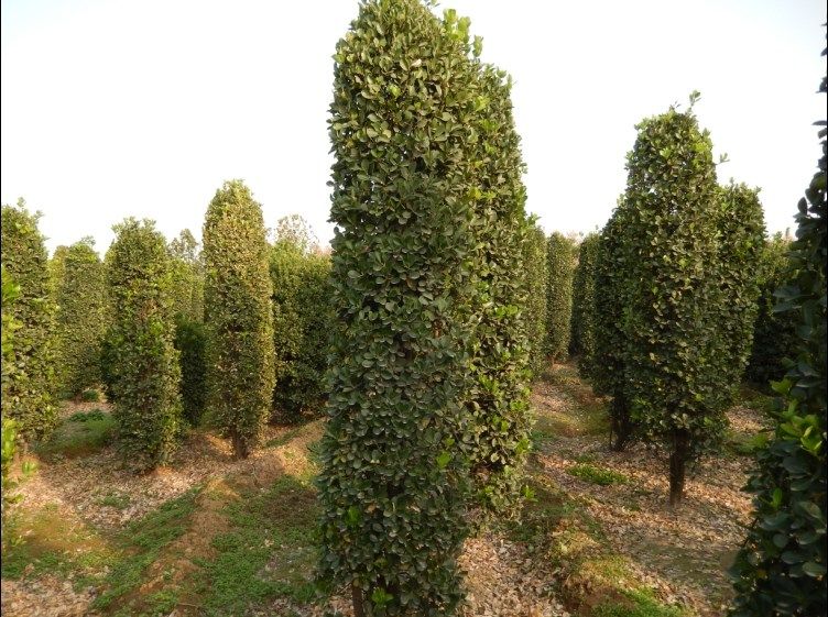 山东青州北海道黄杨柱苗木种植基地产品图片,山东青州北海道.