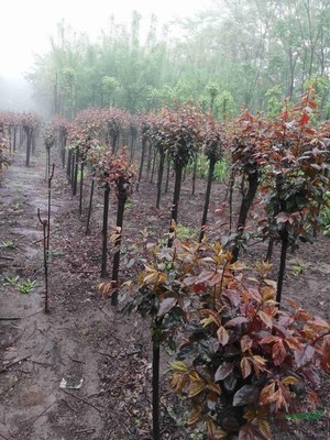 鄢陵绿茵苗木种植基地